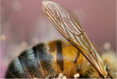 ECOTOXICOLOGIA