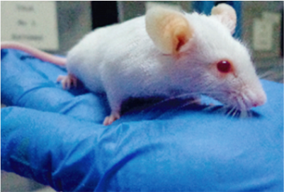 six pack toxicologico